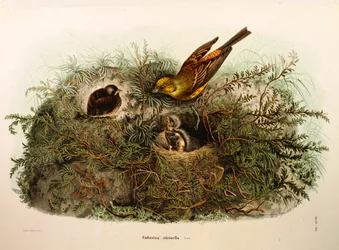 Illustration aus Eugenio Bettonis "Natural History of Birds that Nest in Lombardy" (Yellowhammer)