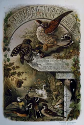 Titelseite der Naturgeschichte der Vögel, die in der Lombardei nisten, von Eugenio Bettoni, Gravur von Oscar Dressler
