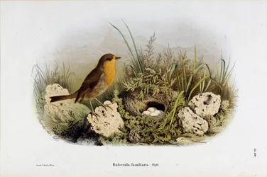 Darstellung des Rotkehlchens (Rubecula familiaris)