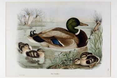 Darstellung der Stockente (Anas platyrhynchos), oder Stockente (Wildente) (Chromolithographie)