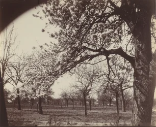 Birnbaum
