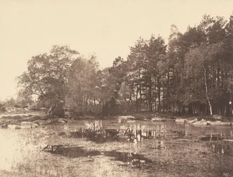 Sumpf bei Piat (Belle-Croix-Plateau)