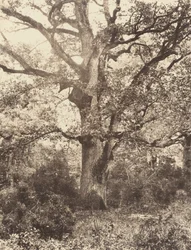 In der Nähe von Bodmer