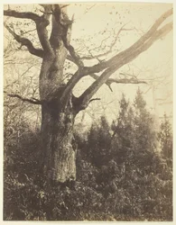 Ohne Titel [Baum], ca. 1860