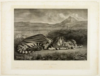 Bengalischer Tiger