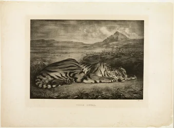 Bengalischer Tiger