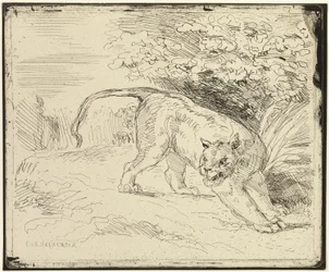 Tiger bereit zum Sprung