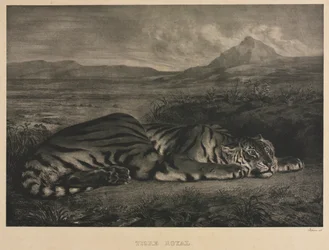 Königlicher Tiger