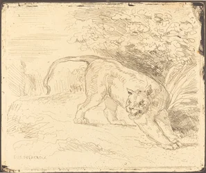 Tiger im Anschlag