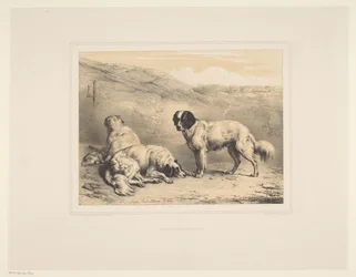 Drei Hunde