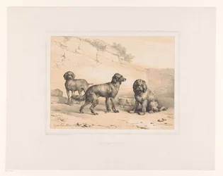 Drei Hunde