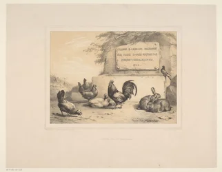 Titelbild mit Hühnern, Kaninchen und einer Taube Diverse Tiere Études d
