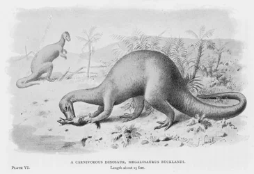 Ein fleischfressender Dinosaurier, Megalosaurus Bucklandi (Lithografie)