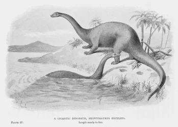 Ein Gigantischer Dinosaurier, Brontosaurus Excelsus