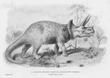 Ein gigantischer gehörnter Dinosaurier, Triceratops Prorsus (Lithographie)