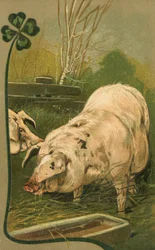 Ein Schwein im Klee