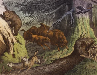 Ein russischer Wald, zeigt den Bären, den russischen Bison und den Wolf