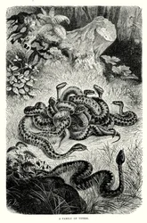 Eine Familie von Vipern