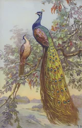 Ein Pfau und eine Pfauhenne in natürlicher Umgebung