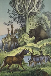 Tiere und Pflanzen des abessinischen Hügellandes