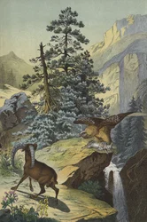 Tiere und Pflanzen der Alpen
