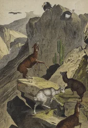 Tiere und Pflanzen der Anden