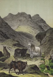 Tiere und Pflanzen des Hochlands von Tibet