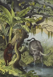 Tiere und Pflanzen der Inseln Südasiens