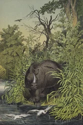 Tiere und Pflanzen der sumpfigen Regionen Indiens