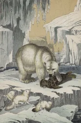 Tiere der Region des Nordpols