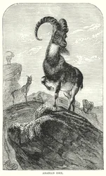 Arabischer Steinbock (Gravur)