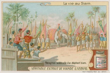 Ankunft eines weißen Elefanten