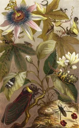 Ausländische Zirpen