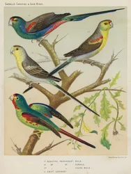 Schöner Sittich, Männchen, Weibchen, Junger Männchen, Swift-Lorikeet