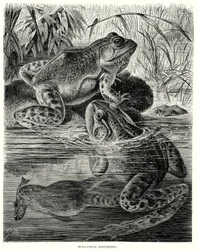 Bullfrösche beim Spielen (Gravur)