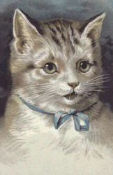 Katze mit blauem Halsband