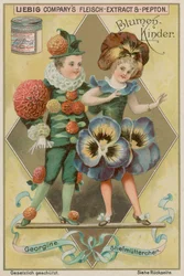 Dahlie und Stiefmütterchen