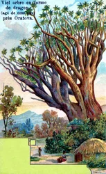 Drachenbaum in Orotava, Teneriffa