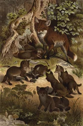 Fuchs