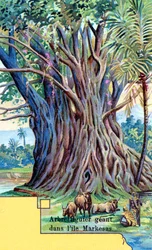 Riesiger Feigenbaum an der Anna Maria Bucht, Nuku Hiva, Marquesas-Inseln