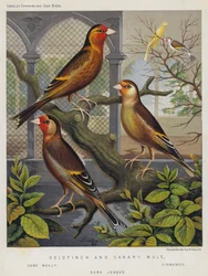 Stieglitz und Kanarienvogel-Mischling, Dunkel Mealy, Zimt, Dunkel Jonque