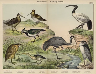 Grallatores, Watvögel