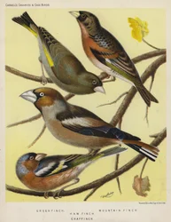 Grünfink, Bergfink, Kernbeißer, Buchfink (Farblithografie)