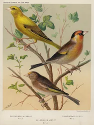 Grünfink und Kanarienvogel-Mischling, Gimpel und Stieglitz-Mischling, Stieglitz und Hänfling-Mischling (Farblithografie)