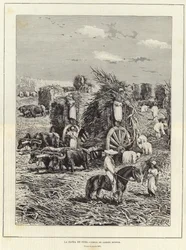 Ernte in Kuba