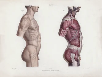 Illustration für Die Anatomie der äußeren Formen des Menschen: Männlicher Torso, Seitenansicht