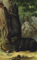 Kragenbär