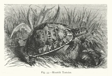 Maurische Schildkröte (Gravur)