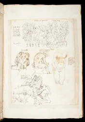 Ms 701 fl.34v, Zeichnung mit einer Ansicht des Spinario von hinten, spätes 15. Jahrhundert (Feder & Tinte auf Papier)