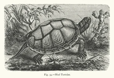 Schlammschildkröte